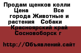 Продам щенков колли › Цена ­ 15 000 - Все города Животные и растения » Собаки   . Красноярский край,Сосновоборск г.